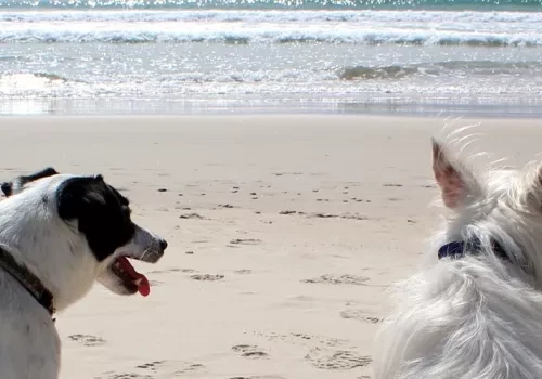 En vacances avec mon chien