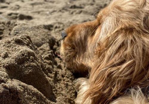 Votre chien fait la sieste sur la plage au alentour du camping La Plage à Mimizan
