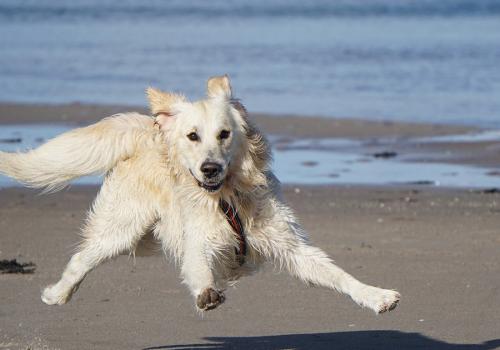 Votre chien est heureux de partir en balade sur les plages de Mimizan à proximité de du camping La Plage à Mimizan