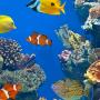 Les aquariums incontournables