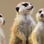 Zoos et parcs animaliers