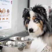 animaux autorisés camping