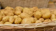 La pomme de terre de l’île de Ré