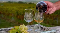 Le pineau des Charentes