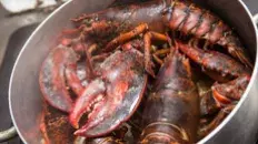 Langoustes