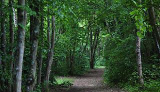 La forêt de Blois