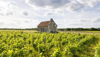 Des excursions dans les vignobles du Loir-et-Cher