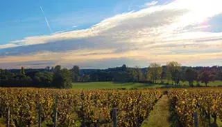 Découvrir les vignobles médocains