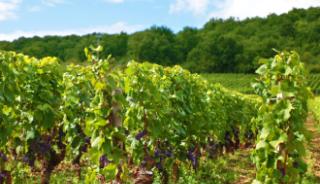 Visiter les vignobles