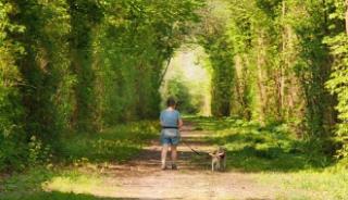 Promenade dans la forêt de Cerisy