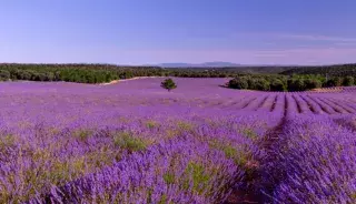 Apprécier le Sud dans toute sa splendeur