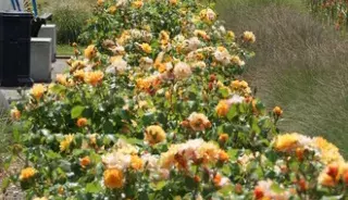 guide tourisme gironde floral