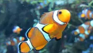 tourisme canet aquarium