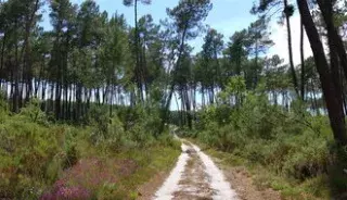tourisme landes biscarrosse
