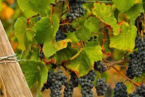 Les vignobles de Chambord
