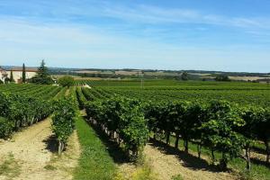 Les vignobles de l'Armagnac
