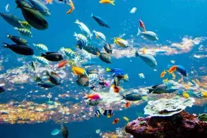 Passer une journée à l’aquarium de Biarritz