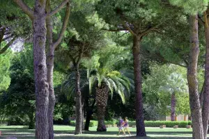 Une balade sous les pins