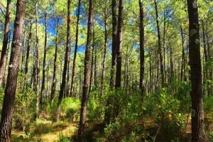 La forêt landaise
