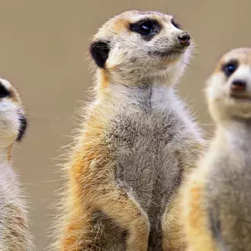 Zoos et parcs animaliers