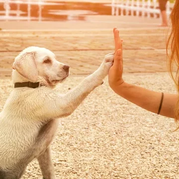 Nos campings acceptant les animaux