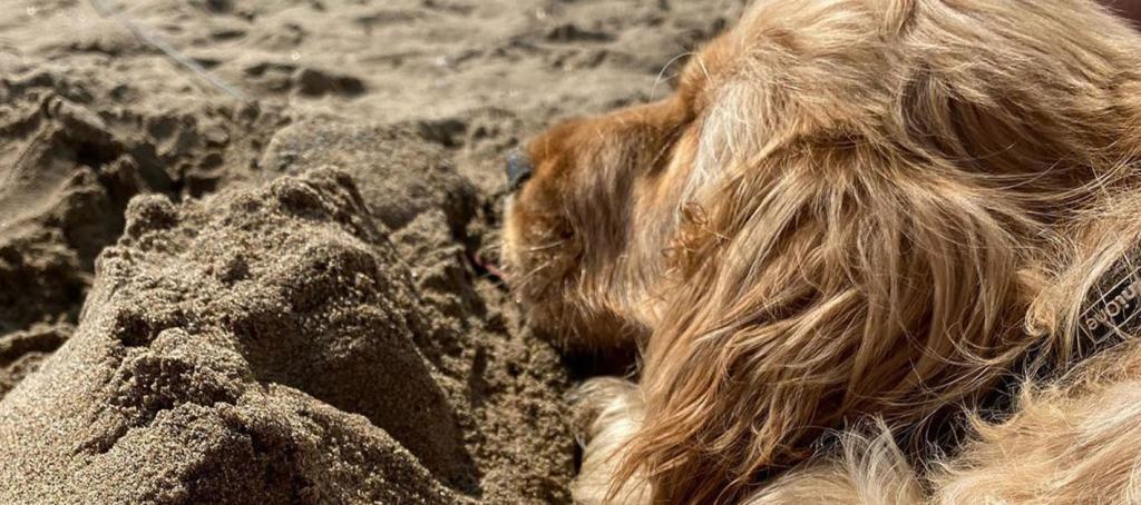 Le plaisir des siestes de votre chien sur les plages de Toreilles au camping Siblu Le Marisol