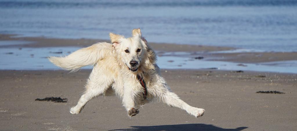 Votre chien est heureux de partir en balade sur les plages de Mimizan à proximité de du camping La Plage à Mimizan