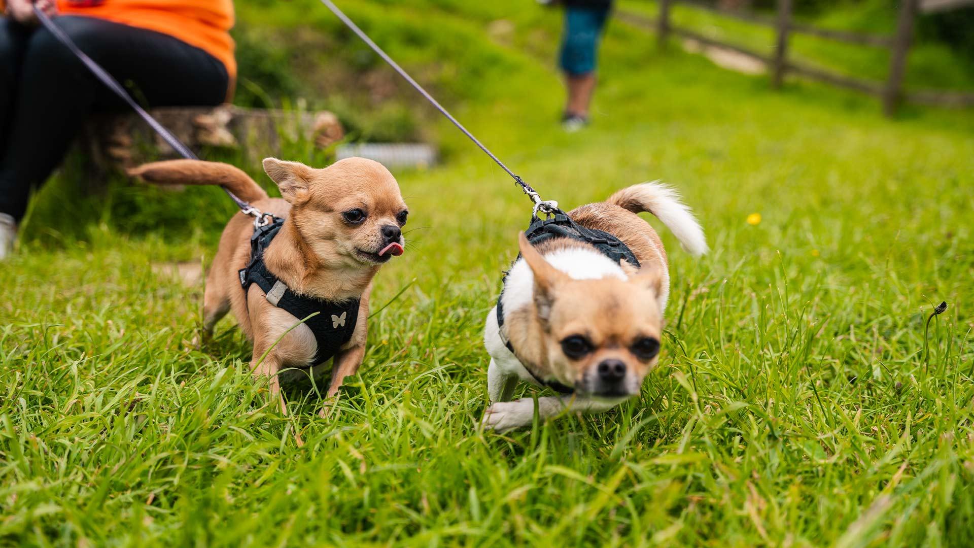 Camping animaux